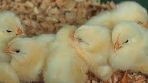 Kyee Chickens and Hatcheries – Chick Collection & Delivery Model (Zimbabwe)