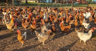 How to start a Roadrunner (Indigenous) Poultry Project in Zimbabwe – With Support from Kyee Chickens and Hatcheries