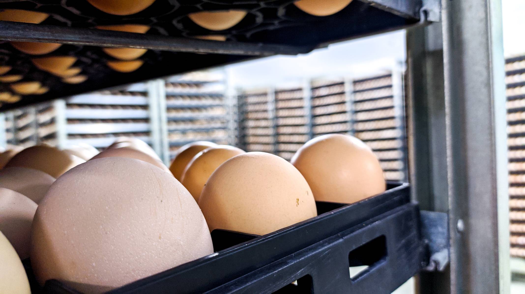 Zimbabwean poultry value chain