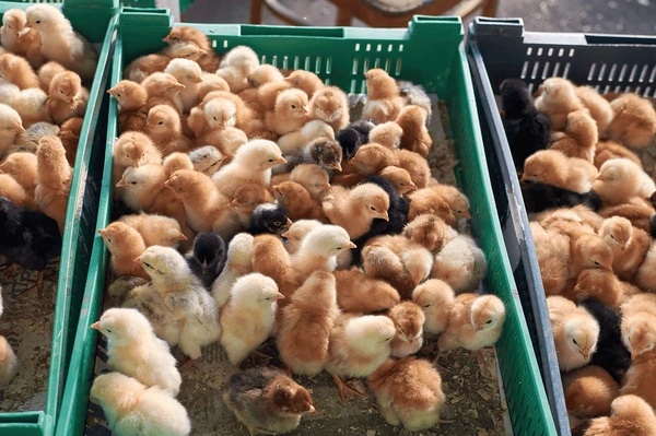 Healthy Hy-Line Brown layer chicks in a commercial brooding environment