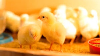 Healthy Boschveld chicks in a professional brooder at Kyee Chickens